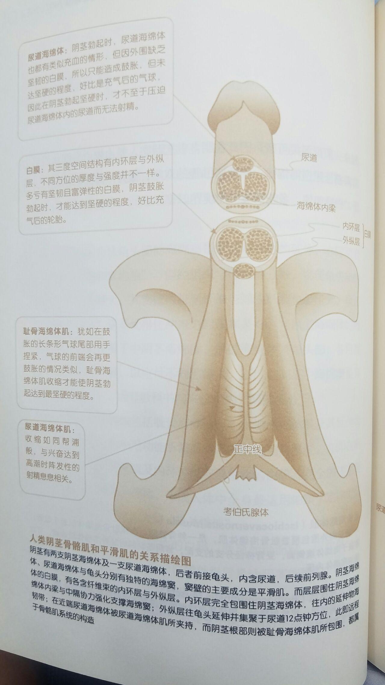 真丁丁图片