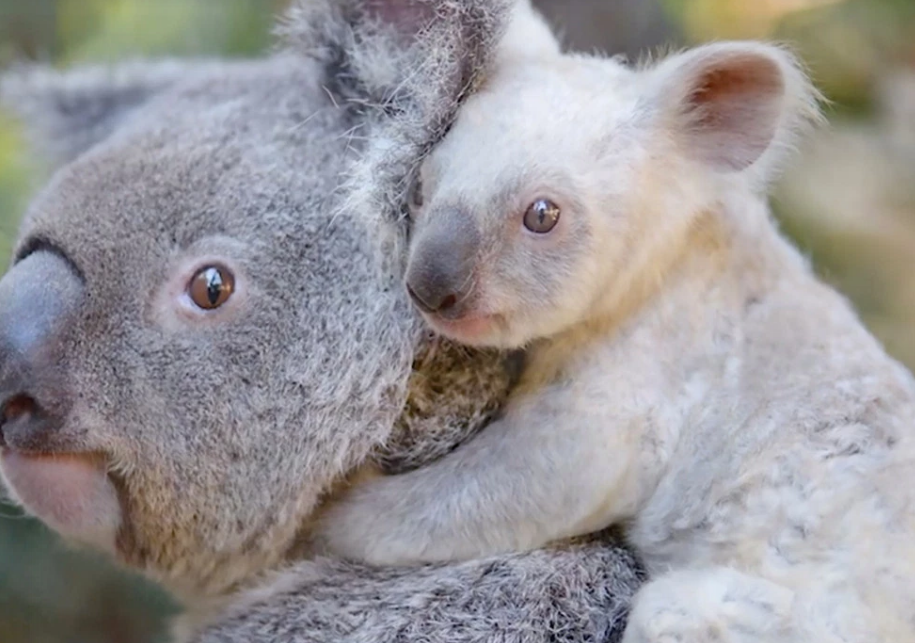 澳大利亚动物园诞生了一只白色考拉在脸书上征集姓名引数十万人参加
