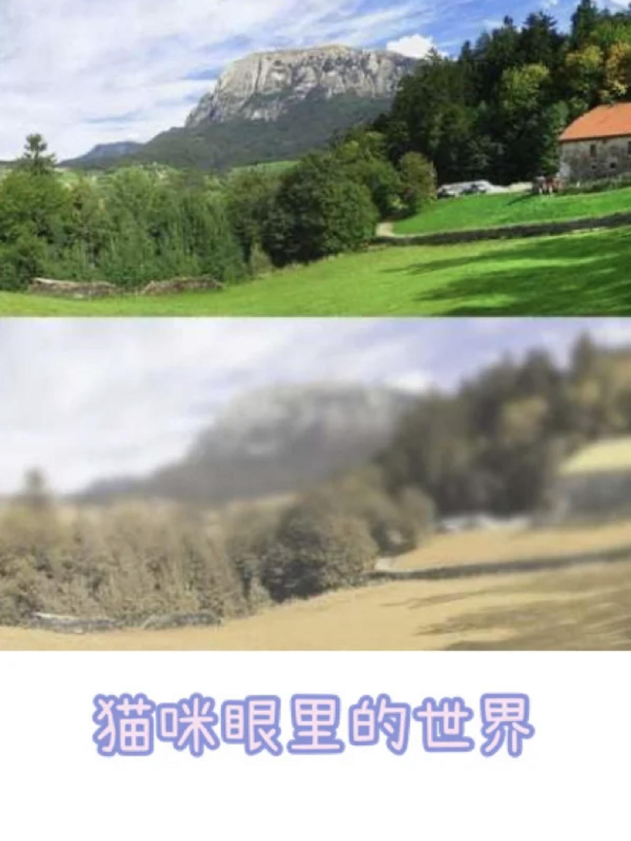 猫咪和二狗子眼中的世界啥样?不太一样 - 知乎