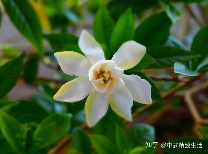 栀子花开,夏花之中最为香甚 - 知乎