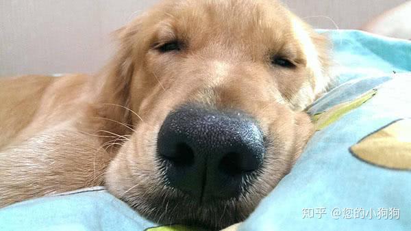 狗狗健康疾病小常识 狗狗的睡眠时间长短与身体健康有关吗 知乎