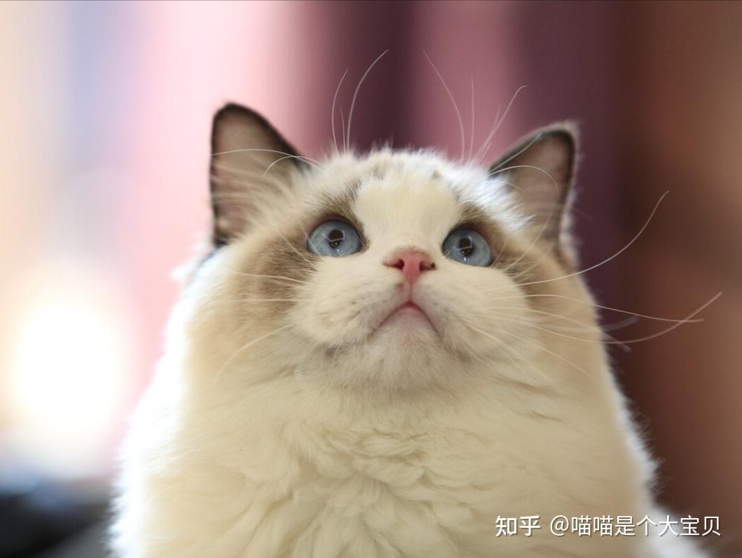 谁还不是颜控？这六种高颜值的“长毛猫”，让你回头率拉满- 知乎