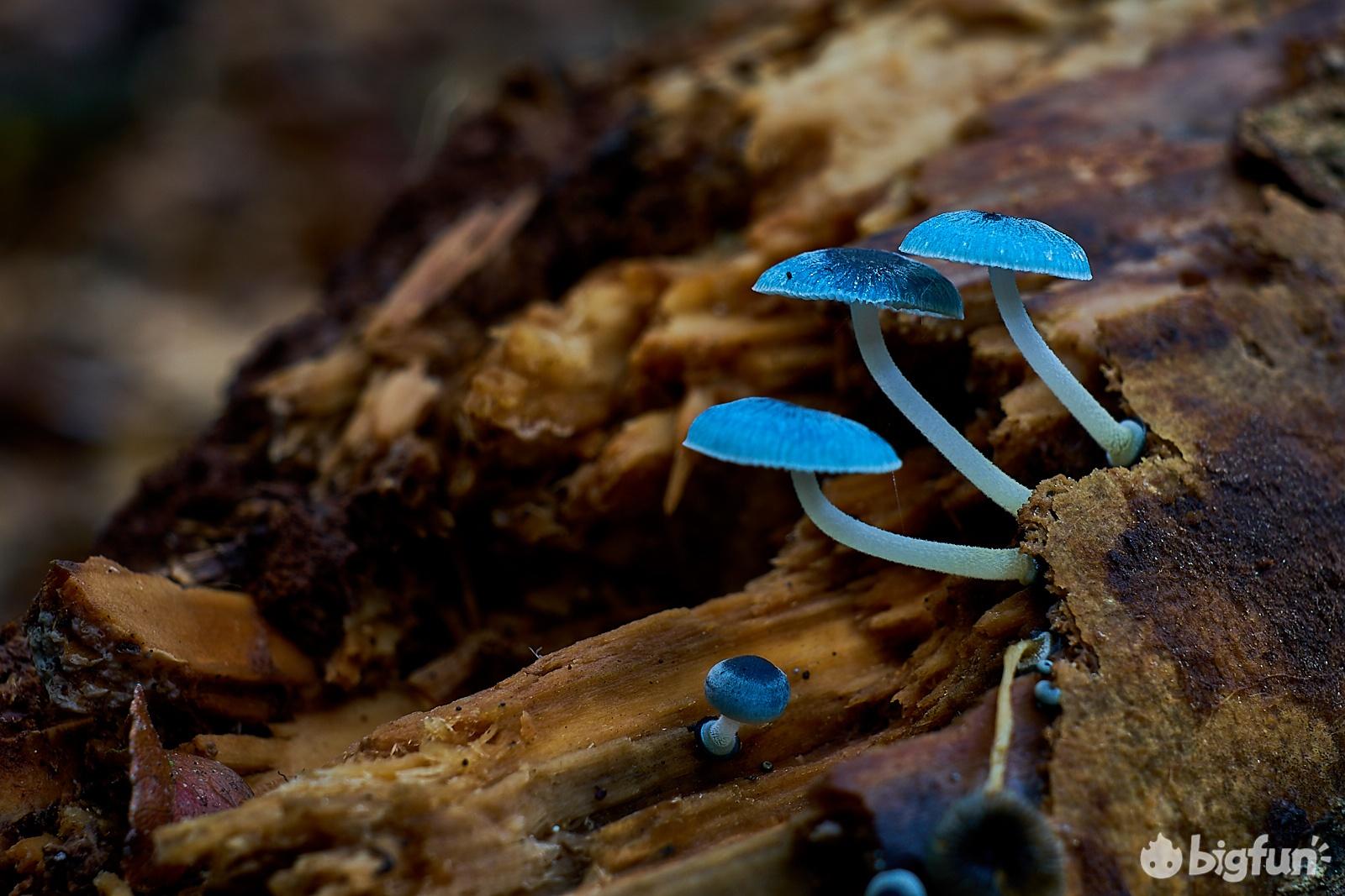明日方舟简说灰蕈迷境中的致敬和现实要素一剧情和事件