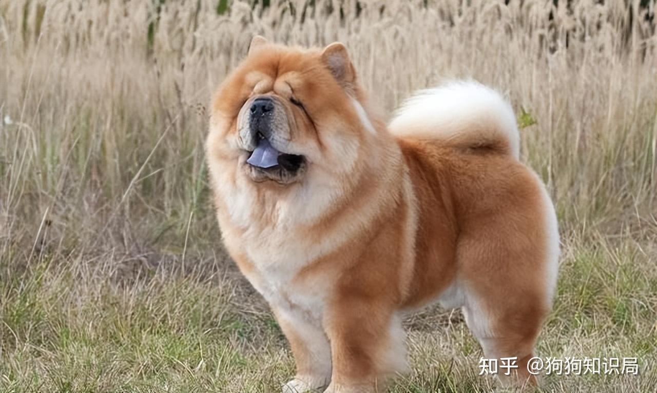 4,松狮犬