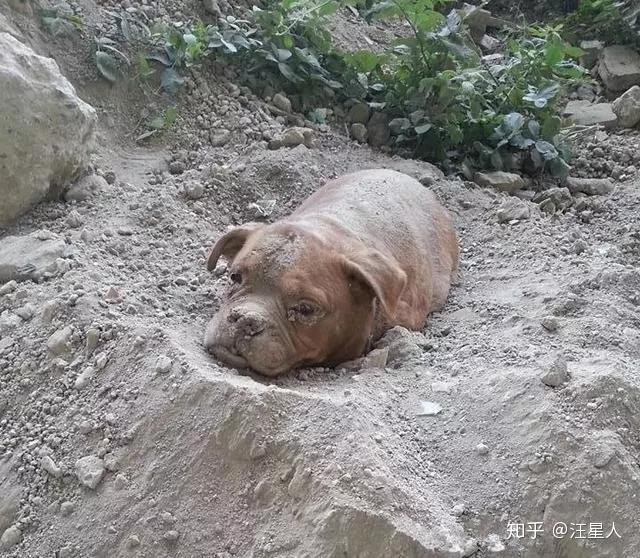 这主人将狗狗活埋,最终这样的惩罚,真的是报应吗?