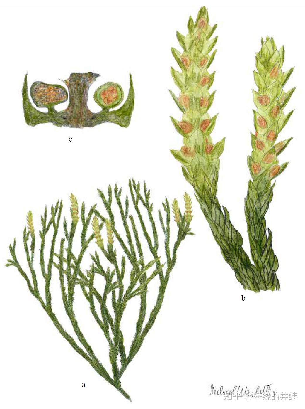 卷柏目也是一些低矮的草本,它们的化石记录比石松目还要稀少.