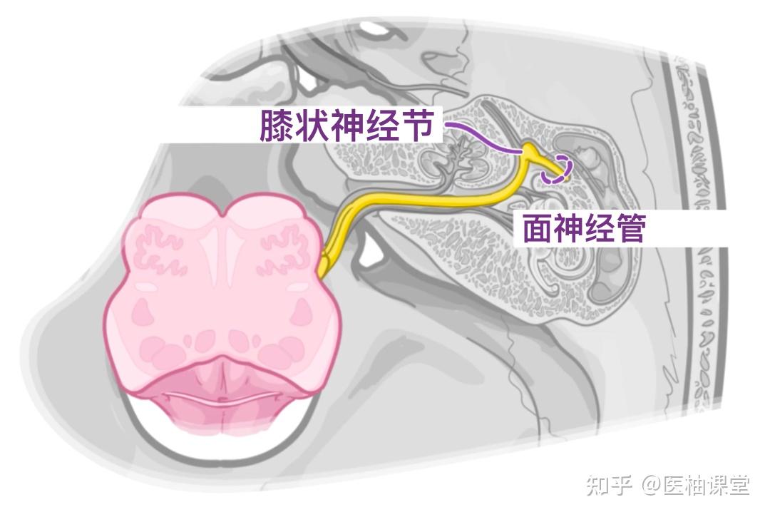 人体解剖学基础:面神经(CN VII) - 知乎