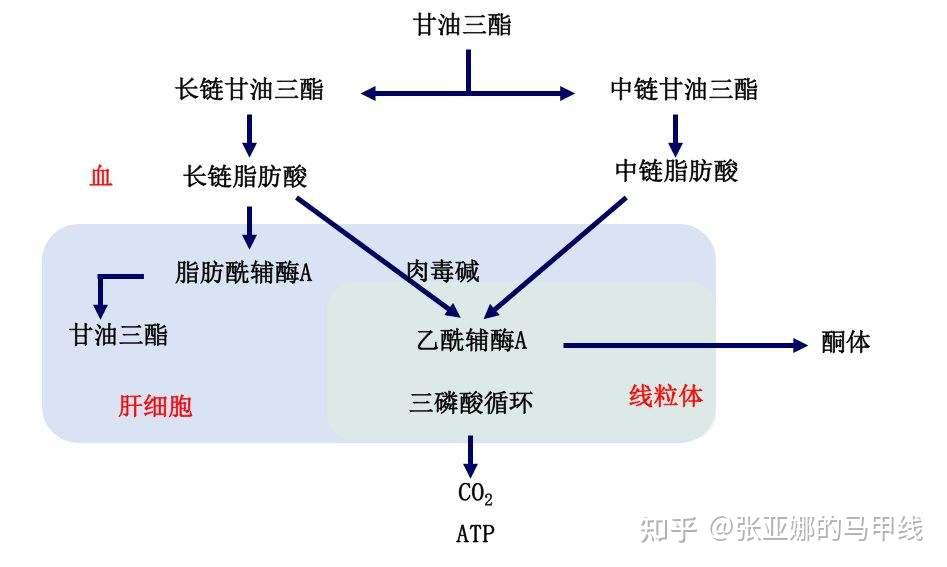 这样做是为了给肠道里的脂肪消化酶,提供一个尽可能大的作用表面积