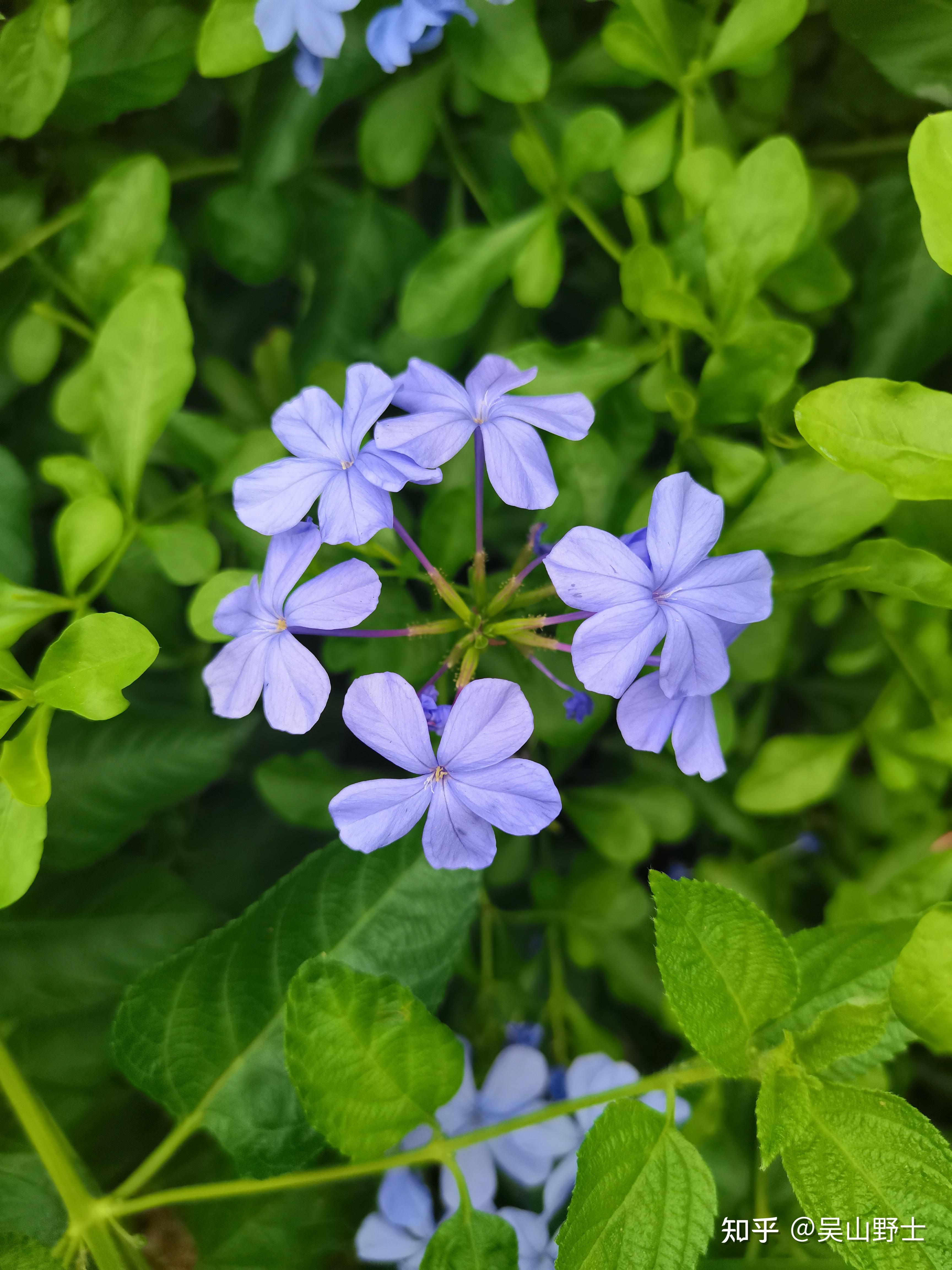 七绝蓝花丹平水韵