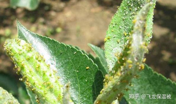 蚜虫怎么杀死 教你六招无公害防治方法 知乎