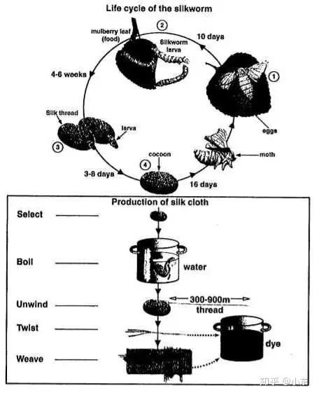 overview的第一部分:in summary, this diagrams show how silkworms