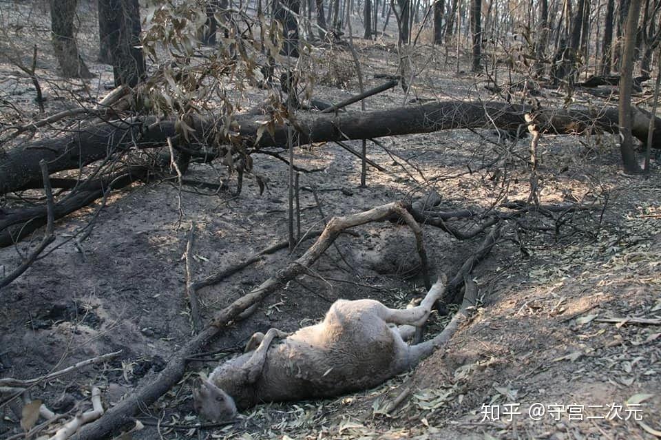 但是,它们中的大多数都在慌不择路中被森林大火所吞噬,更可悲的还要在