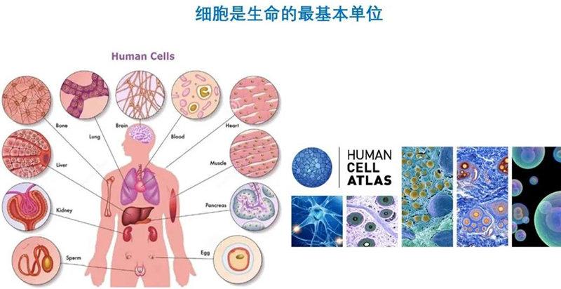 人体细胞图片及名称图片