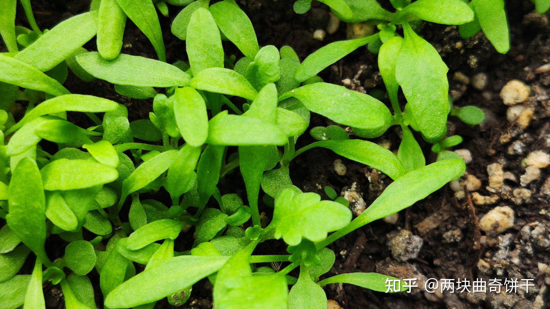 洋甘菊种植记录(已完结)