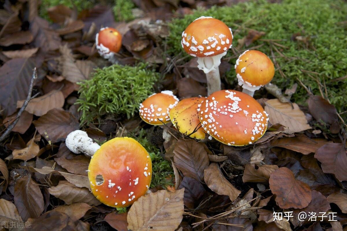 生活中常见的有毒物质有哪些? - 知乎