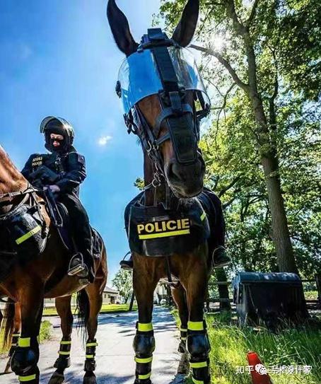 军队机械化之后基本没有了用武之地,它们随即转型成了警用和比赛用马