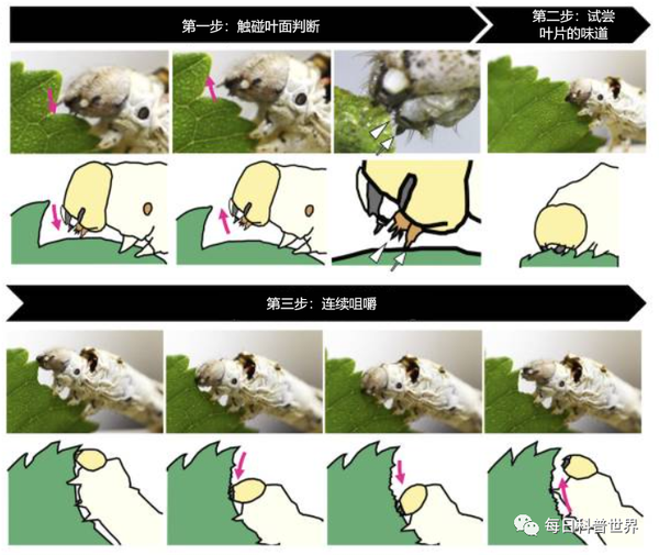 蚕为什么只吃桑叶? - 知乎