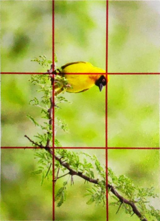 关于构图的一点点规则