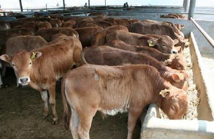 养殖技术:酒糟养牛