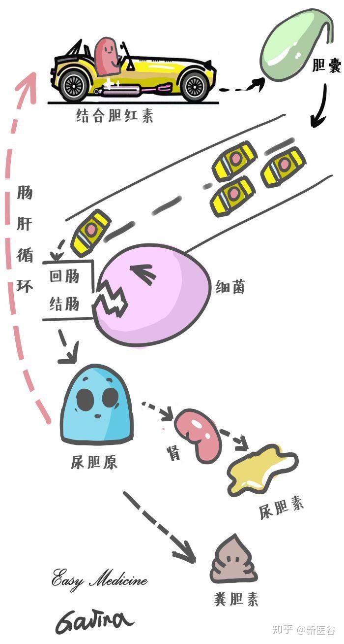 图说胆红素的代谢