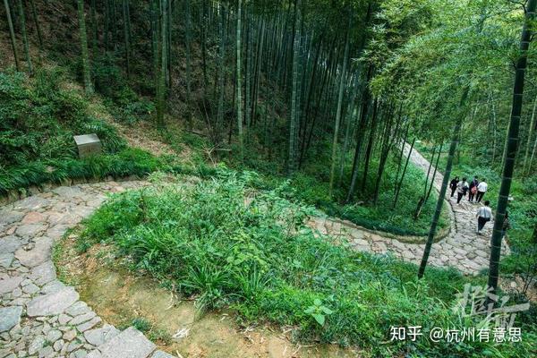 左手竹林,右手茶田,这条在杭州存在了上千年的隐秘古道真的值得走一次! - 知乎