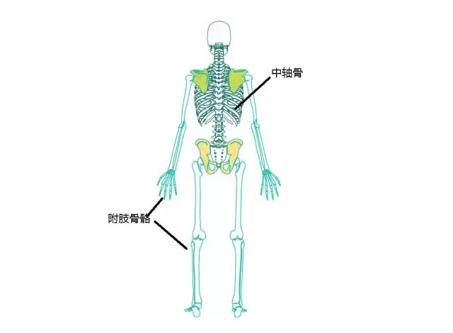 剩下的肩带,骨盆,肢体骨骼都叫附肢