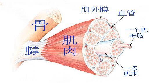 人体肌肉类型与特点