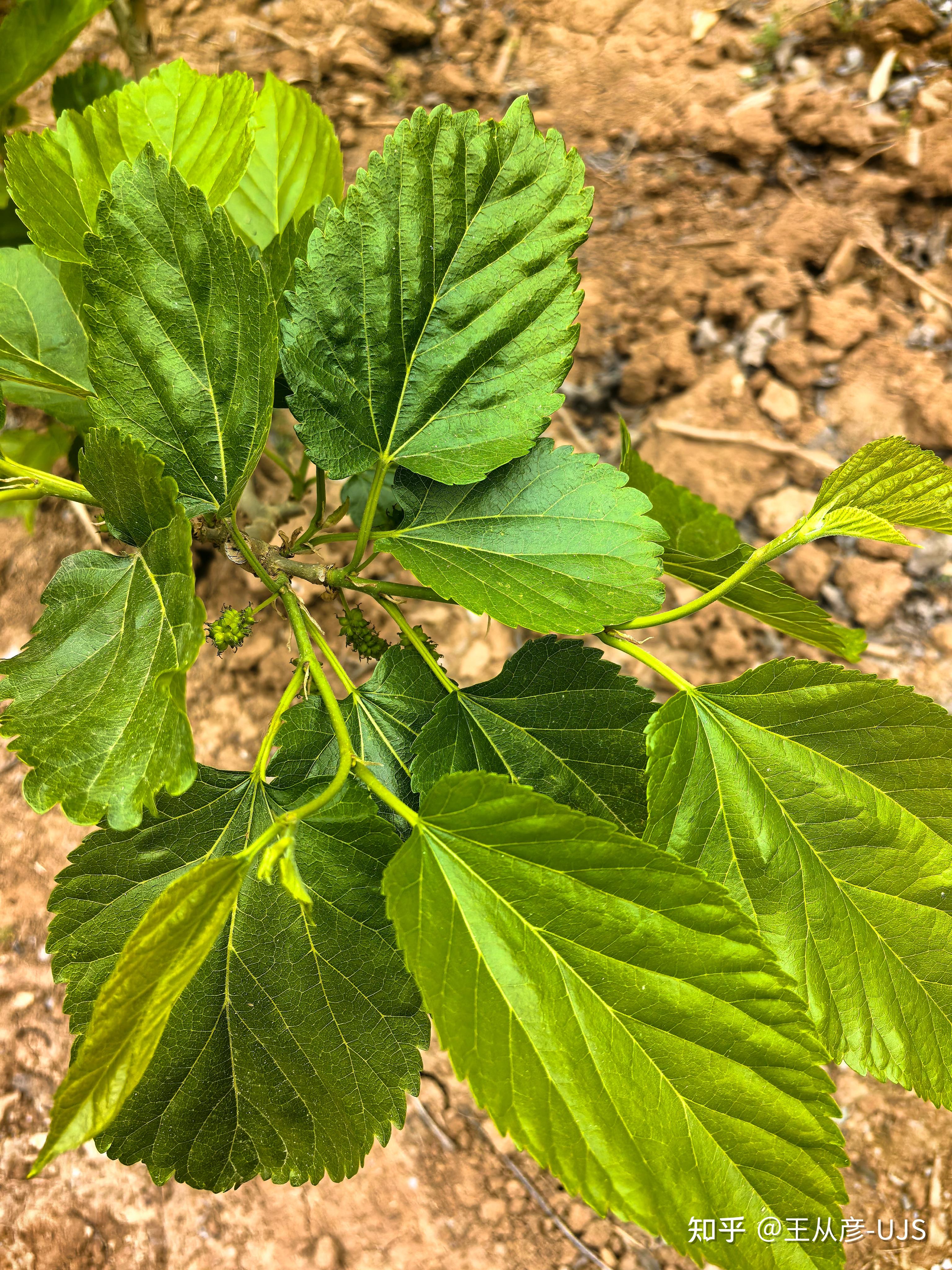 桑/桑树/白桑/家桑/蚕桑 - 知乎