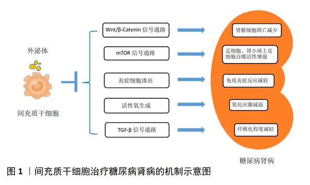 中科西部干细胞研究院干细胞移植糖尿病肾病的潜力及作用机制