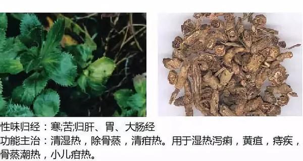 500余种中草药图  第90张