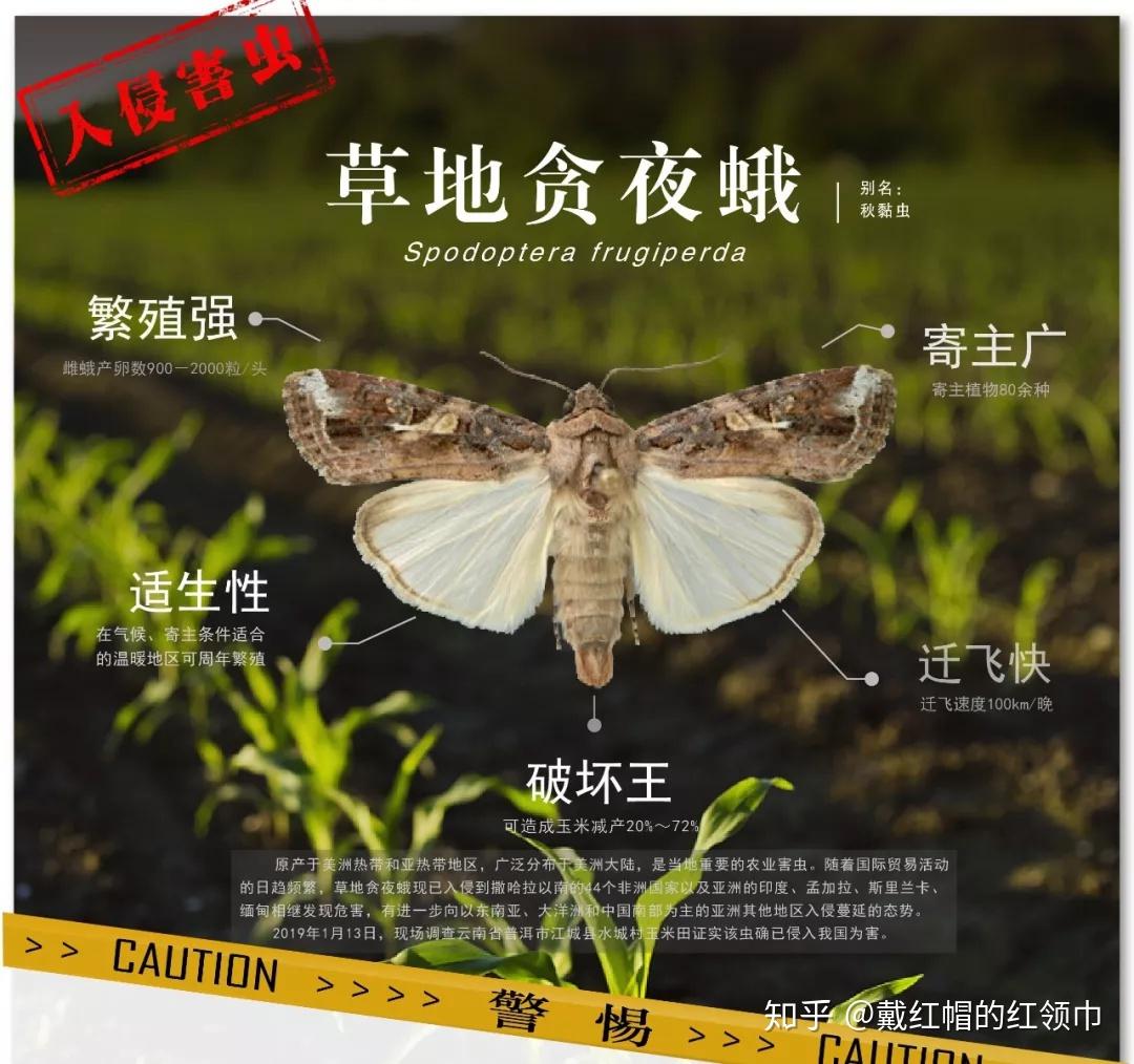如何区分各种蛾类，比如夜蛾、螟蛾、灯蛾、毒蛾、尺蛾等各种蛾？ - 知乎