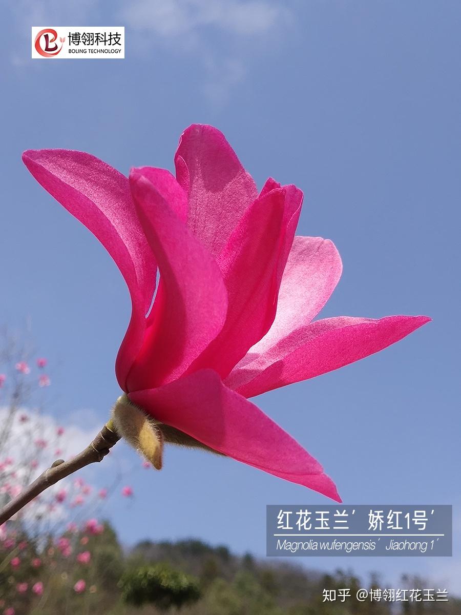 娇红真国色 云赏枝头春-红花玉兰娇红1号开花实录