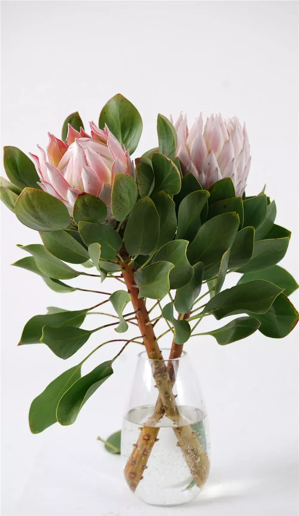 南非花材:帝王家族里的帝王,王后,公主,你分得清吗? - 知乎