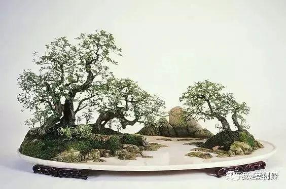 世界上最贵盆栽,一盆就是一座房子-最贵的盆景是什么品种