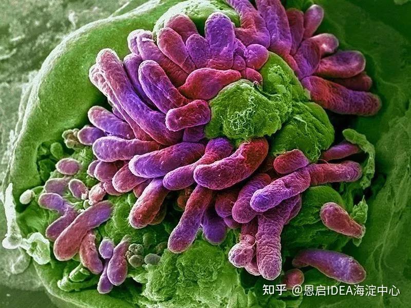 自闭症儿童粪菌移植改善大吗