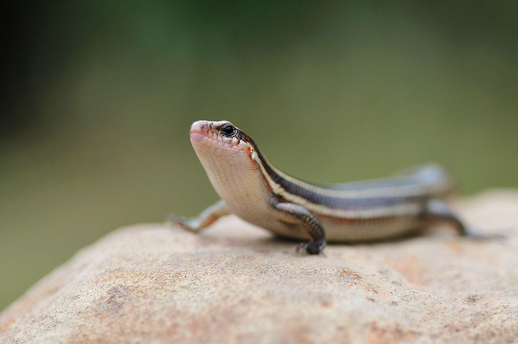 蜥蜴能有多漂亮