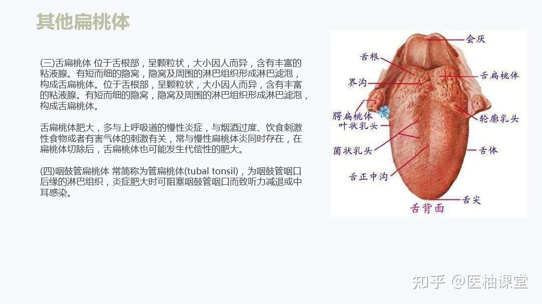 扁桃体详细解剖【图解】 - 知乎