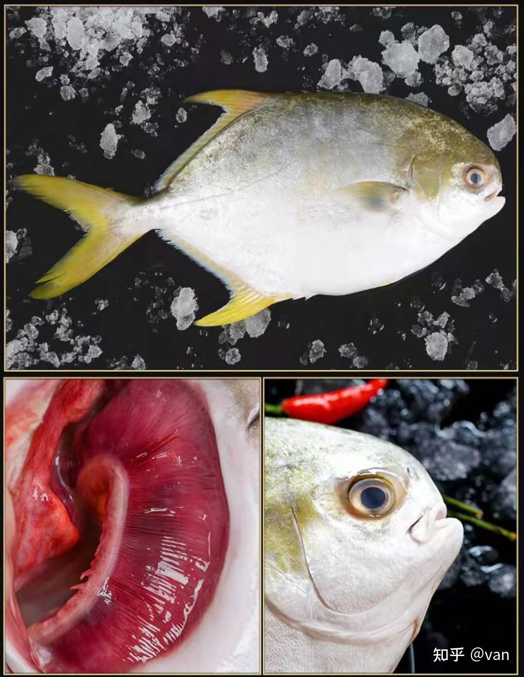 金鲳鱼omega3图片
