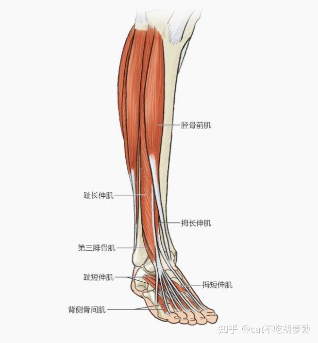 脚拇长屈肌腱解剖图图片