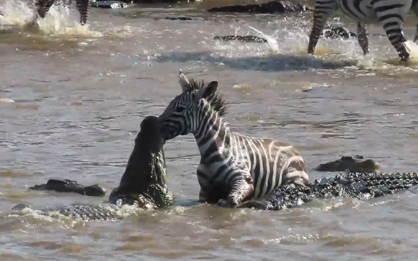 鳄鱼无情吞噬斑马背后秘密令人震惊
