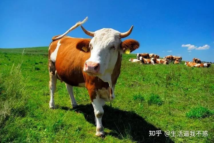为何你走不出悲伤?何为情绪反刍? - 知乎