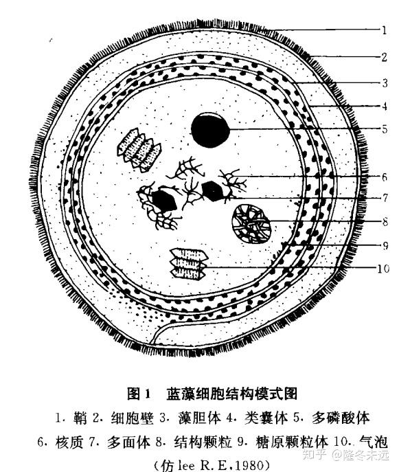 蓝藻和植物的光合作用一样吗