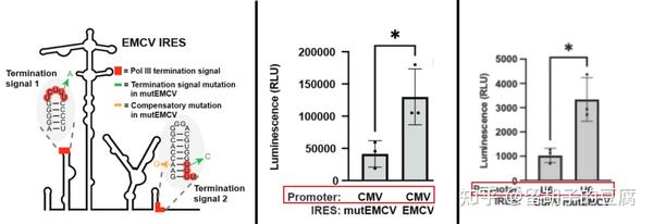 VLP递送Tornado系统表达的circRNA,实现更长久的蛋白表达 - 知乎