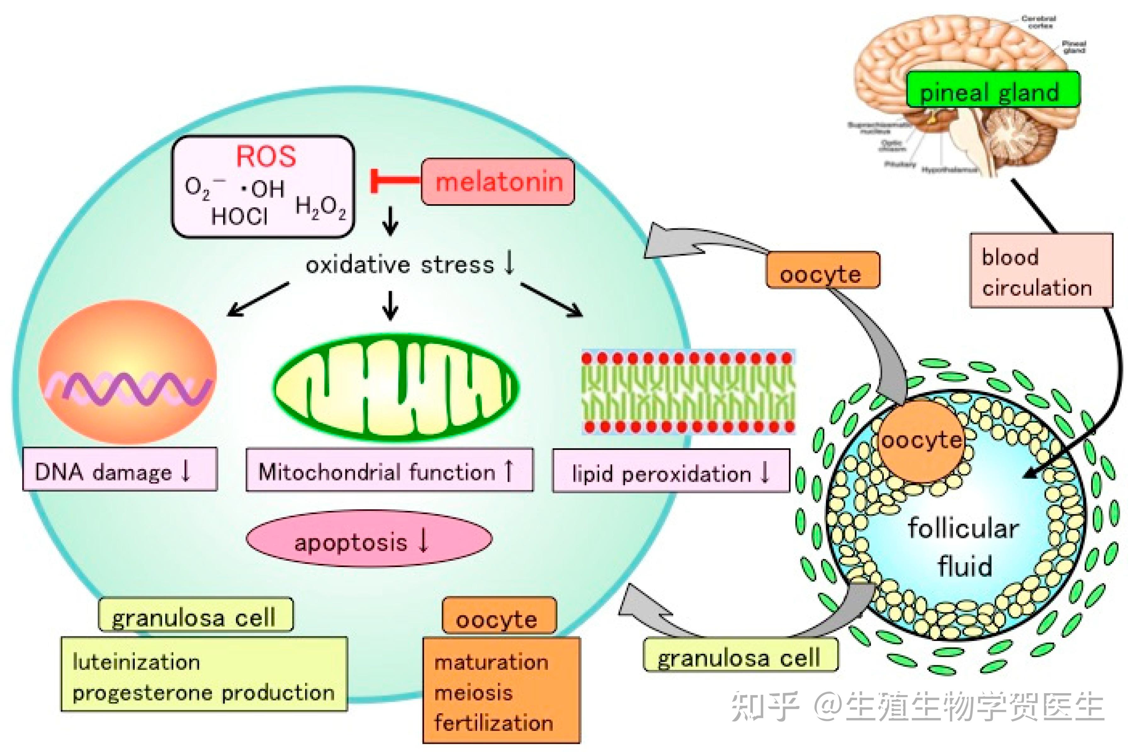 然而,这种改善仅体现在回收的退化卵母细胞的数量上,而不体现在获得的