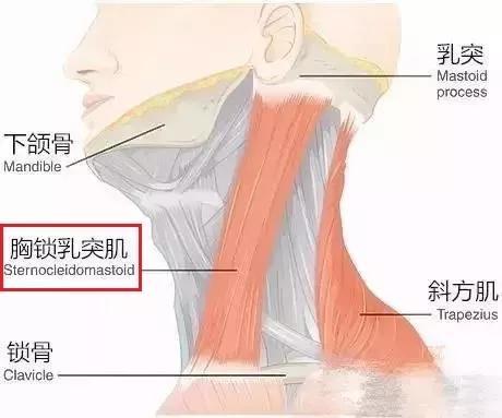 石原里美锻炼这块肌肉就把大饼脸变成瓜子脸 效果比整容还牛 知乎