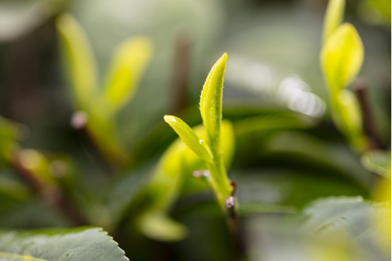 一杯竹叶青茶汤 消除夏日里的 暑气 知乎