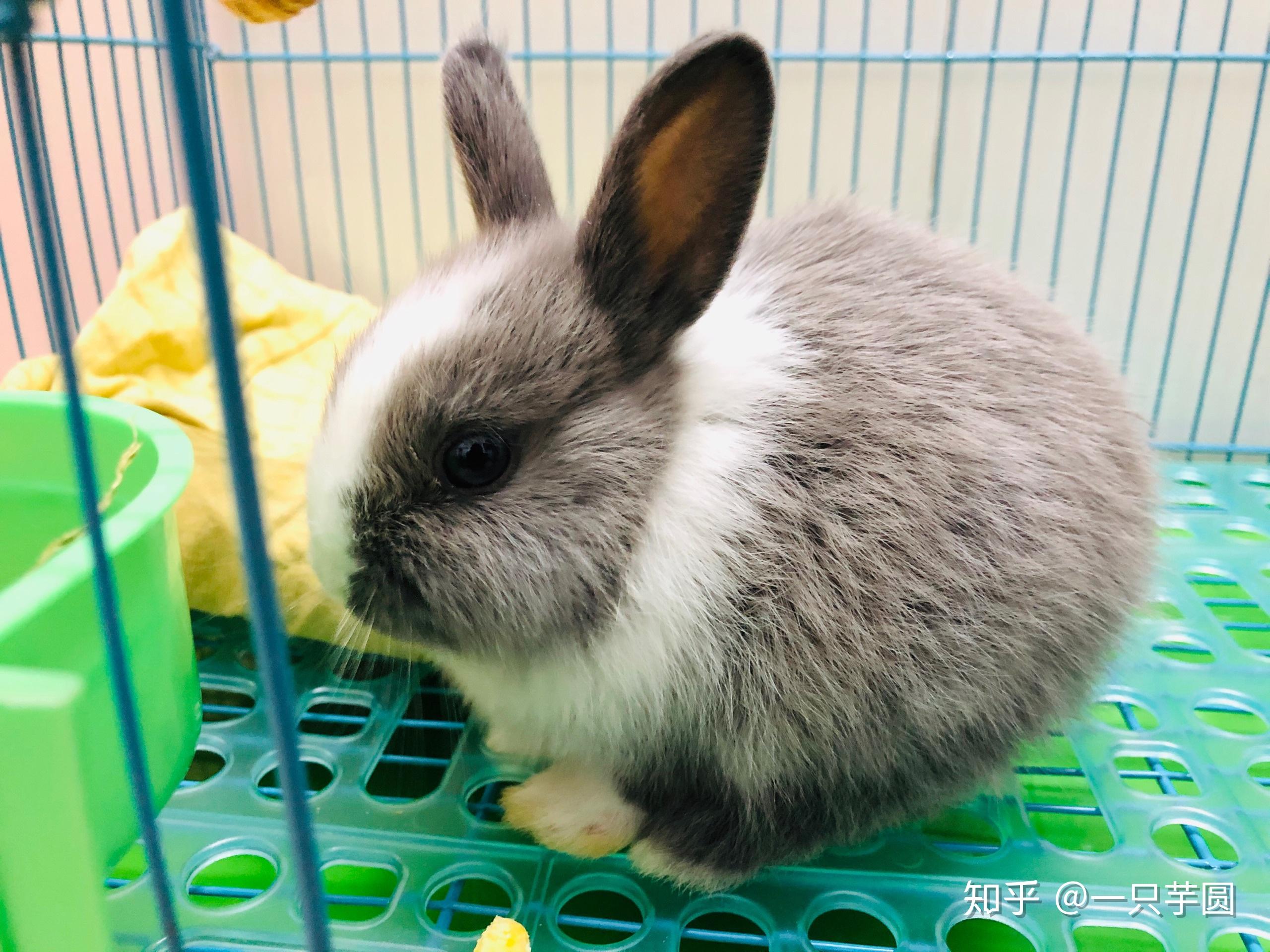 记念我的小兔崽子