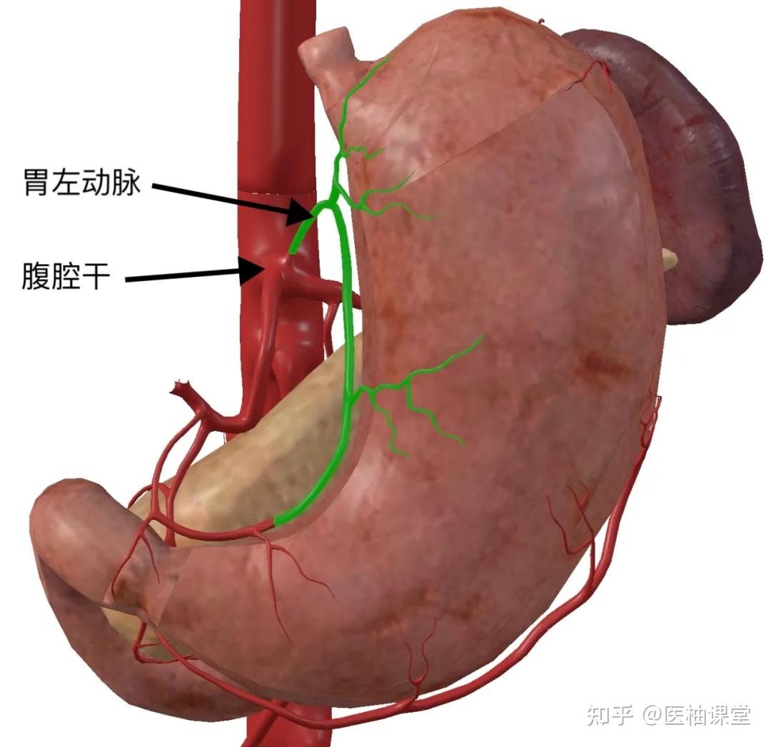 胃动脉解剖图图片