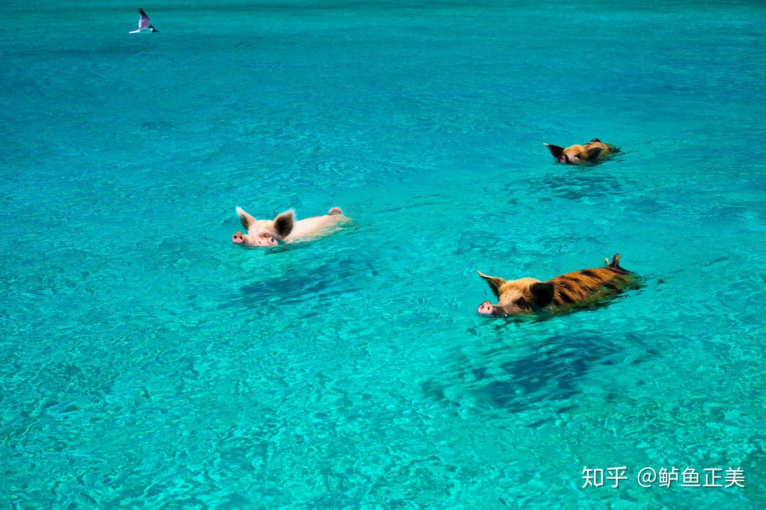 “猪”岛攻略 | 快来遇见最可爱的巴哈马游泳小猪 - 马蜂窝