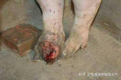 猪瘟蓝耳高热病圆环病毒口蹄疫病的预防和治疗